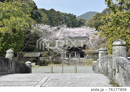 春の三井寺 護法善神堂 滋賀県大津市 春の三井寺 護法善神堂 滋賀県大津市 76177806
