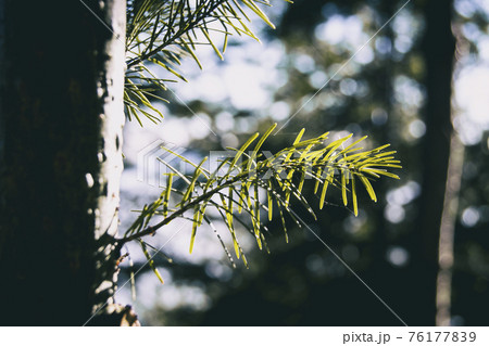 green needles seen from close up 76177839