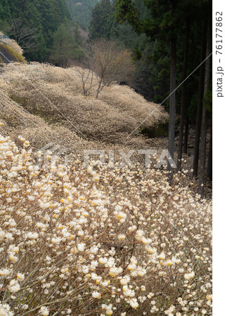 ミツマタの群生地 愛知県・新城市 ミツマタの群生地 愛知県・新城市 76177862