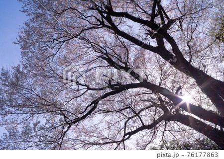 逆光に輝く桜　本坂峠・姫街道桜 76177863