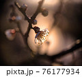 夕日の中の白梅 76177934