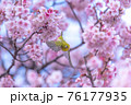桜に舞うメジロ 76177935