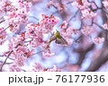 桜に舞うメジロ 76177936