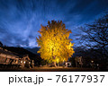 夜の大銀杏 76177937