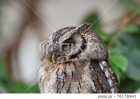 ミミズクの写真素材