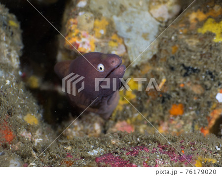 岩の隙間に潜むサビウツボ (メルギー諸島、ミャンマー) 岩の隙間に潜むサビウツボ (メルギー諸島、ミャンマー) 76179020