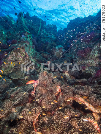 イソギンチャクの群生地 (メルギー諸島、ミャンマー) イソギンチャクの群生地 (メルギー諸島、ミャンマー) 76179022