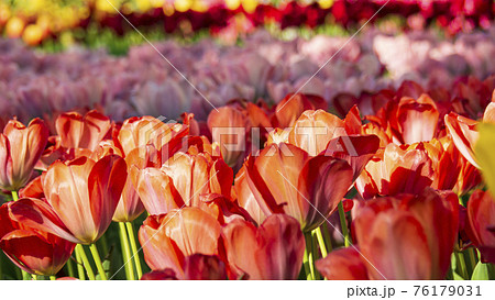 神奈川県横浜市横浜公園のチューリップの写真素材