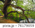 樹木 森 森林 76179059