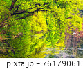森林 森 木 76179061