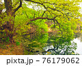 樹木 森 森林 76179062