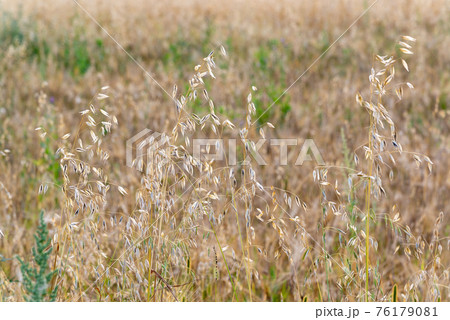 The Sprouts of ripe oats on the field The Sprouts of ripe oats on the field 76179081