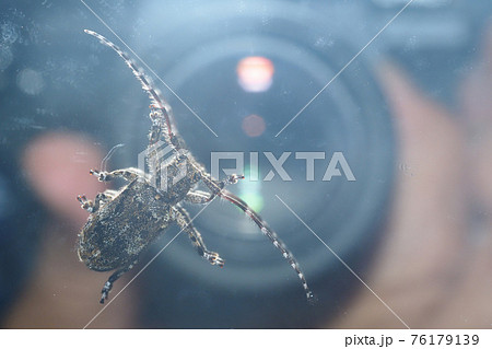 カタジロゴマフカミキリ(鏡に止まる) カタジロゴマフカミキリ(鏡に止まる) 76179139