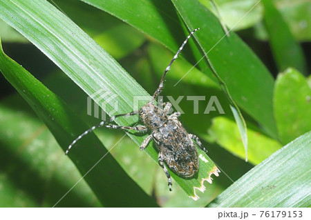 カタジロゴマフカミキリ 76179153