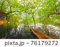 樹木 森 森林 76179272