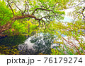 樹木 森 森林 76179274