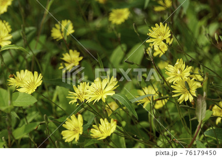 野に咲く黄色いオオジシバリの花 76179450