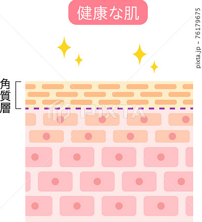 健康な肌 断面図のイラスト素材