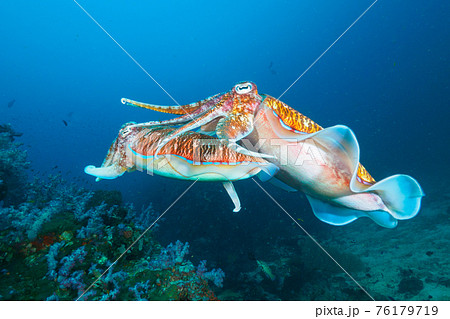 珊瑚礁で交接するトラフコウイカ (リチェリューロック、スリン海洋国立公園、タイ王国) 76179719