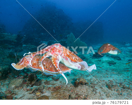 珊瑚礁で交接するトラフコウイカ (リチェリューロック、スリン海洋国立公園、タイ王国) 76179721