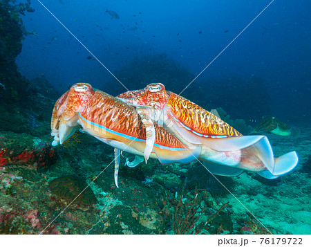 珊瑚礁で交接するトラフコウイカ (リチェリューロック、スリン海洋国立公園、タイ王国) 珊瑚礁で交接するトラフコウイカ (リチェリューロック、スリン海洋国立公園、タイ王国) 76179722