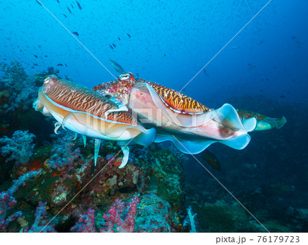 珊瑚礁で交接するトラフコウイカ (リチェリューロック、スリン海洋国立公園、タイ王国) 珊瑚礁で交接するトラフコウイカ (リチェリューロック、スリン海洋国立公園、タイ王国) 76179723