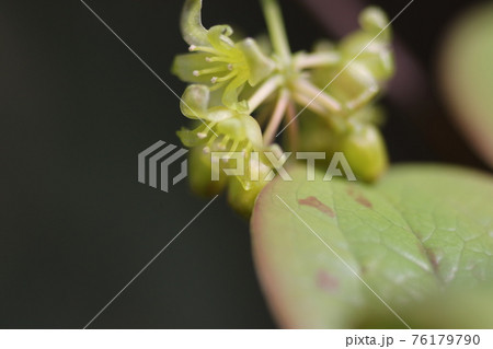 春に咲く、サルトリイバラの花 春に咲く、サルトリイバラの花 76179790
