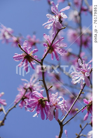紅辛夷(べにこぶし)の花 76179861