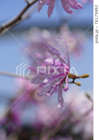 紅辛夷(べにこぶし)の花 76179862