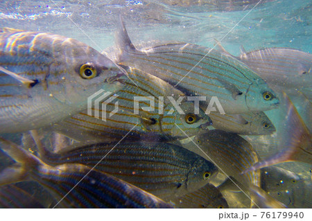 Wild Salema / Sarpa salpa in ocean - Canary Island 76179940