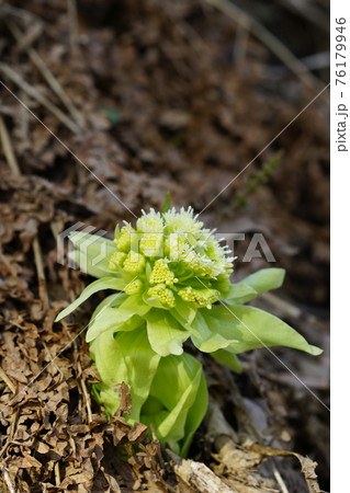 蕗の薹 蕗の薹 76179946