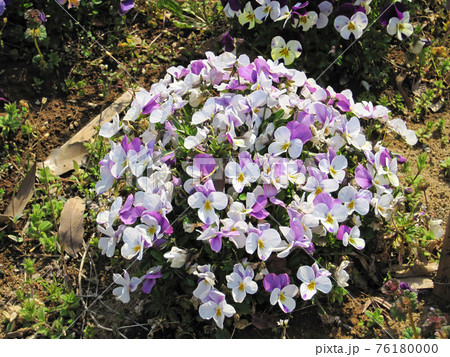 薄紫と白のスミレの花の写真素材