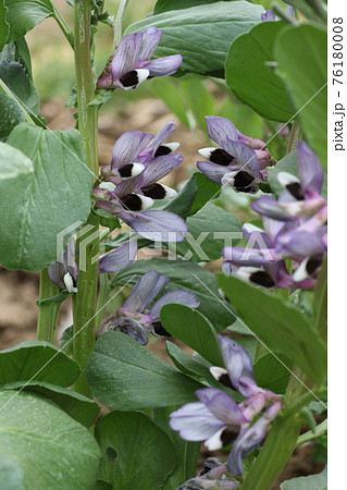 春の畑で咲く ソラマメの花の写真素材