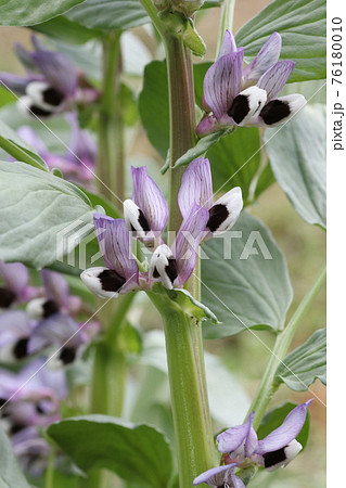 春の畑で咲く ソラマメの花の写真素材