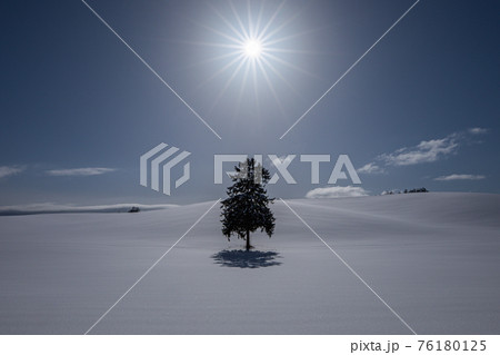 【北海道富良野の冬】八幡丘ツリー　1月 76180125
