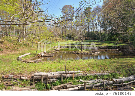 見沼田圃散歩:大和田緑地公園 見沼田圃散歩:大和田緑地公園 76180145