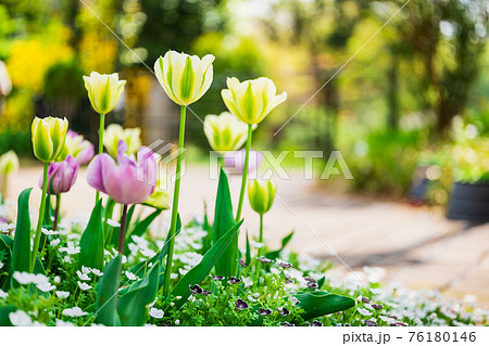 花・チューリップ・ガーデニング　イメージ 76180146