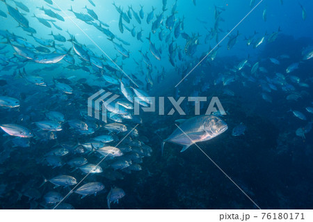ギンガメアジの群れとロウニンアジ (リチェリューロック、スリン海洋国立公園、タイ王国) ギンガメアジの群れとロウニンアジ (リチェリューロック、スリン海洋国立公園、タイ王国) 76180171