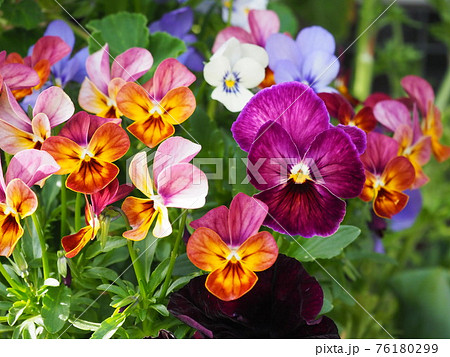 アート色なビオラ寄せ植え Colorful viola アート色なビオラ寄せ植え Colorful viola 76180299