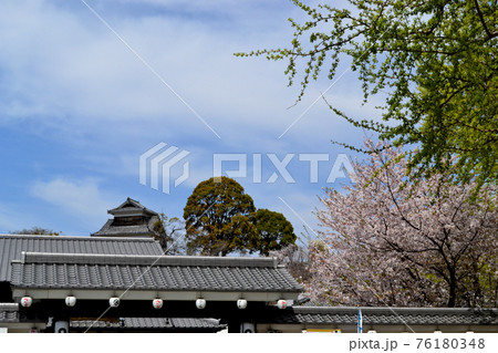 熊本城下 満開の桜に彩られた桜の馬場「城彩苑」 熊本城下 満開の桜に彩られた桜の馬場「城彩苑」 76180348