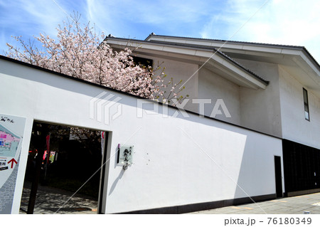 熊本城下 満開の桜に彩られた桜の馬場「城彩苑」 熊本城下 満開の桜に彩られた桜の馬場「城彩苑」 76180349