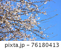 春の爽やかな青空に映える桜の花 76180413