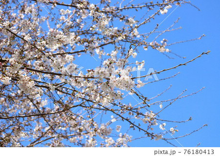 春の爽やかな青空に映える桜の花 春の爽やかな青空に映える桜の花 76180413