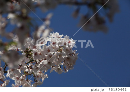 大牟田市 甘木山公園 桜、 大牟田市 甘木山公園 桜、 76180441
