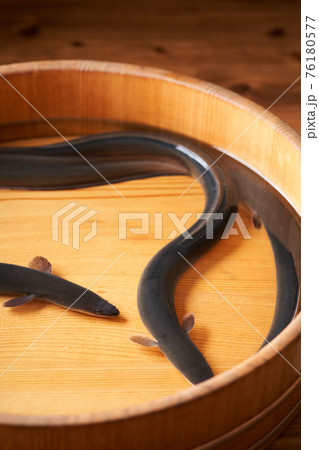 活うなぎ 76180577