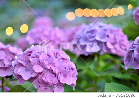 あじさいの里 あじさい祭 ライトアップされるアジサイ あじさいの里 あじさい祭 ライトアップされるアジサイ 76181036
