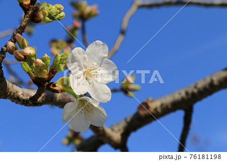 咲き始めの桜が青空をバックに輝いてます 76181198