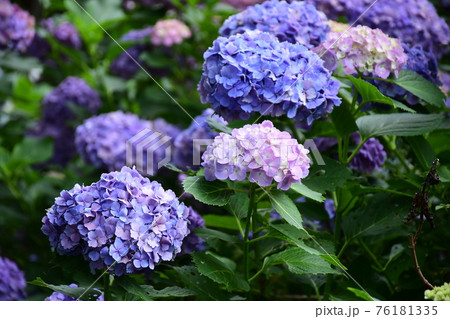 薄桃あじさい 76181335
