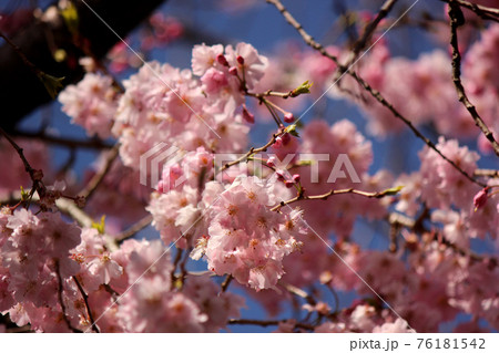 福蔵院に咲くシダレザクラのピンクの花びらと青空（1） 76181542