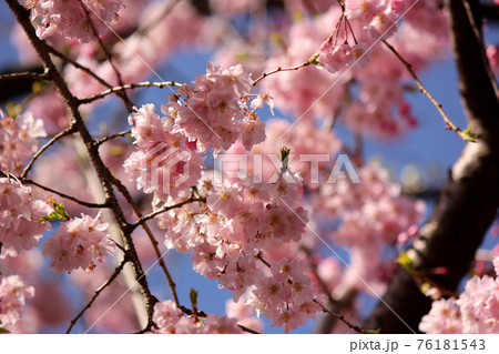 福蔵院に咲くシダレザクラのピンクの花びらと青空（2） 76181543
